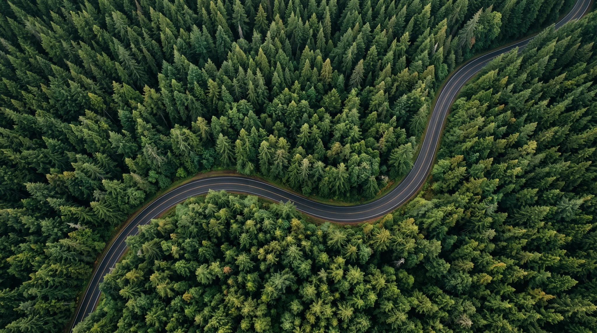 Winding road through a dense evergreen forest illustrating considered long-term growth